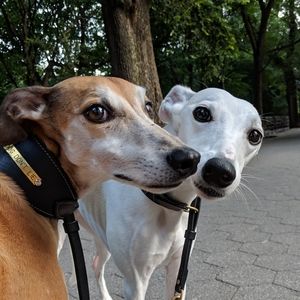 greatest dogs of all time
